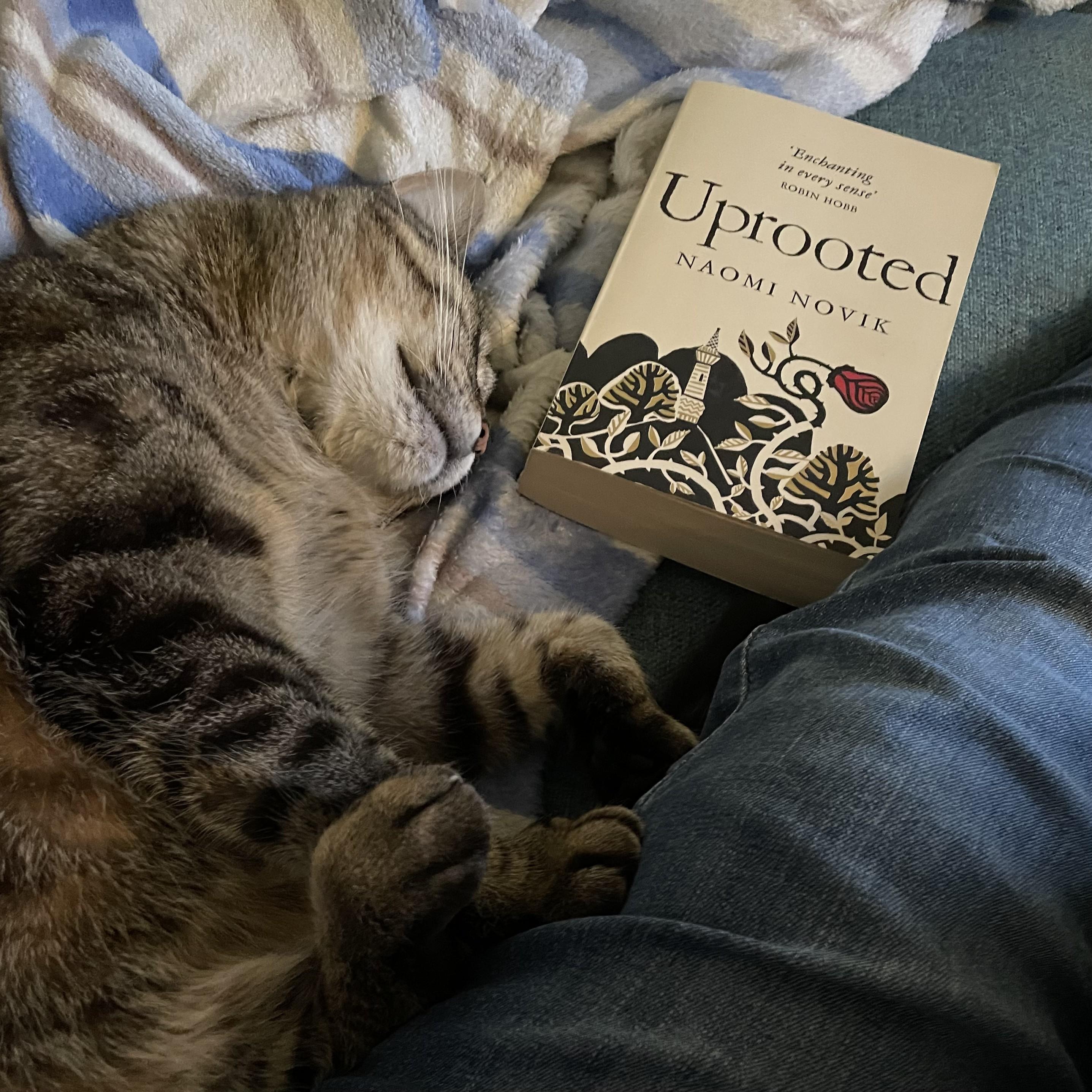 Featured image for Uprooted