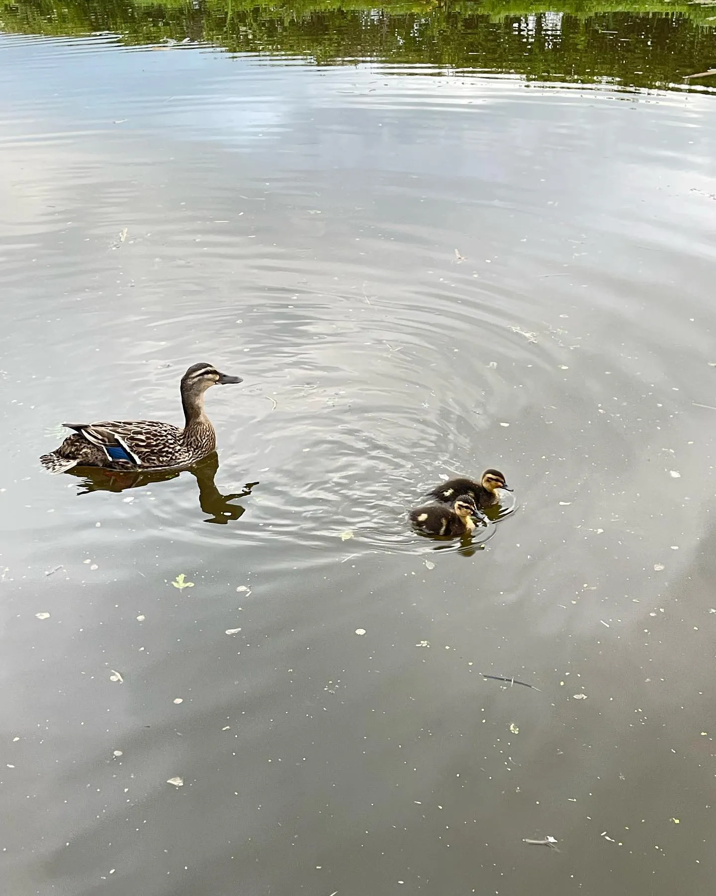 Ducklings on the Lancaster Canal
