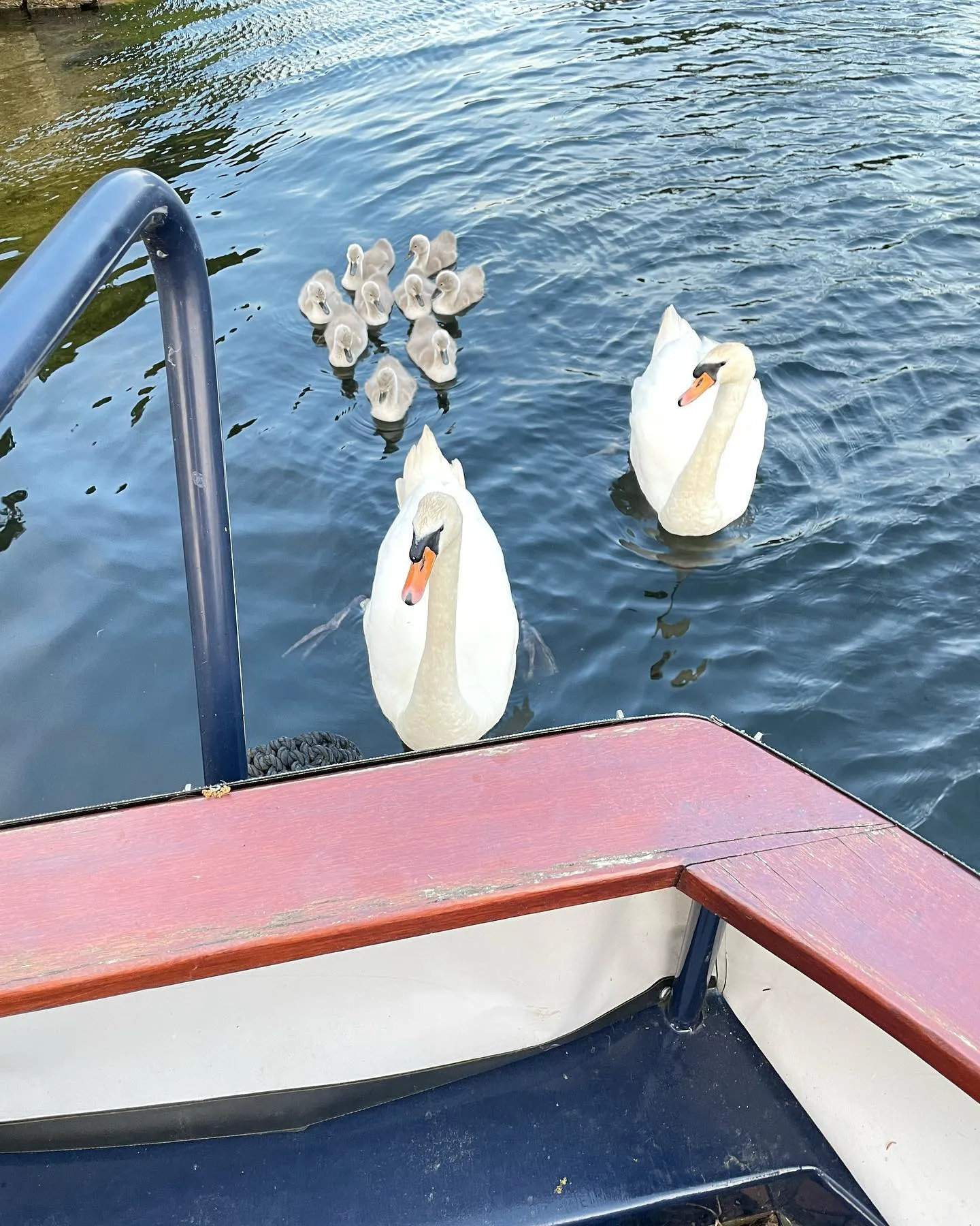 Cygnets