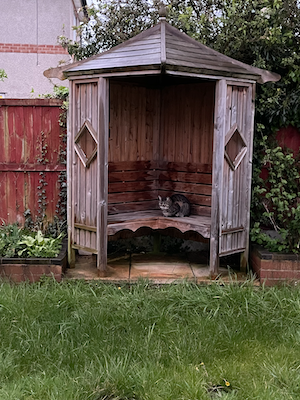 A small wooden garden gazebo with a tabby cat sitting inside. There's overgrown grass in the foreground and a red fence in the background.