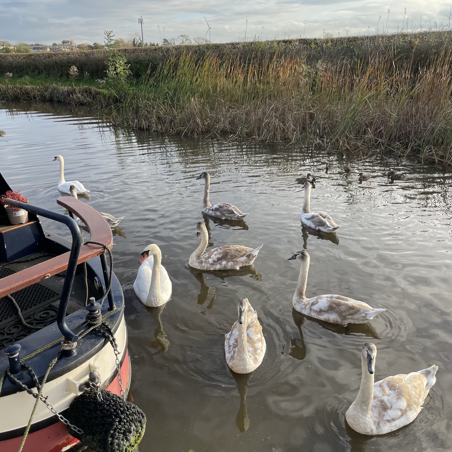 A Swan family with huge barely grey anymore cygnets hanging around the stern of a narrowboat looking for food. There are also a family of ducks with the same goal. They all got fed!